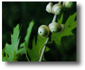 Acorn