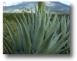 Agave