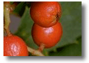 California Holly