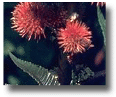 Castor Bean