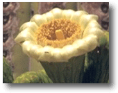 Cereus Cactus