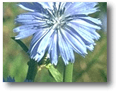 Chicory