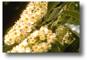 Choke Cherry