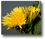 Dandelion