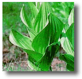 False Hellebore