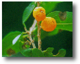 Hackberry