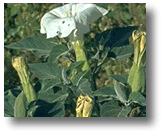 Jimsonweed