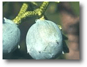 Juniper