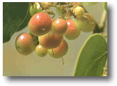 Manzanita