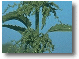 Stinging Nettle