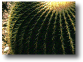 Pincusion Cactus