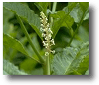 Pokeweed
