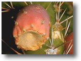 Prickly Pear Cactus