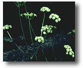 Water Hemlock