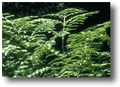 Western Bracken Fern