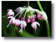 Wild Onion & Garlic